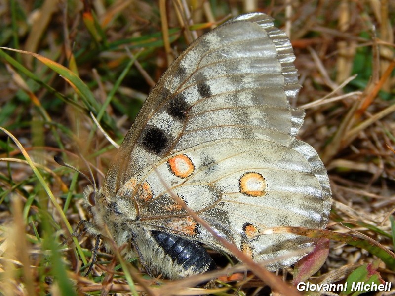 Parnassius apollo : la prima per me